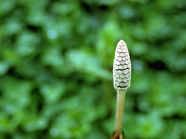 iso14001を取得しました